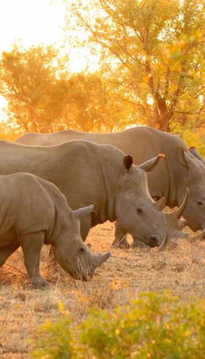 Rhino white family Kruger Africa wildlife savanna lowveld safari nature